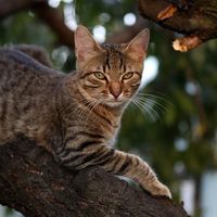 多猫打架乱叫？墙上加层“空中走廊”，猫各占一层不打架