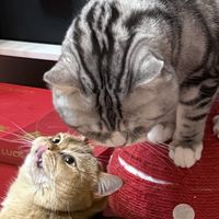 两只猫的玩具战争:喵星人的心头宝到底长啥样