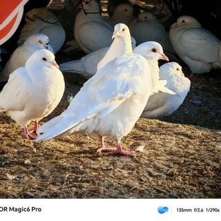 拍娃拍宠神器？荣耀Magic6 Pro影像系统真实体验来了