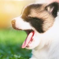 85%老年犬都有的2个问题，喂错粮就是在害它
