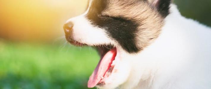 85%老年犬都有的2个问题，喂错粮就是在害它