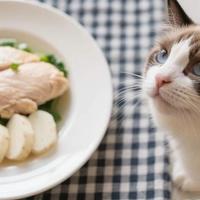 老年猫肾脏病饮食的4大坑：少蛋白反而害猫？磷超标才是隐形杀手
