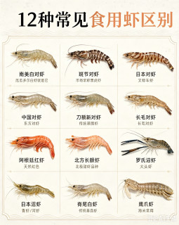 12种常见食用虾图鉴！海虾河虾分清，买菜再也不被忽悠