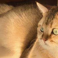 蓝氏高肉慢烘兔肉烘焙猫粮实测｜我家猫咪狂炫的高蛋白烘焙粮