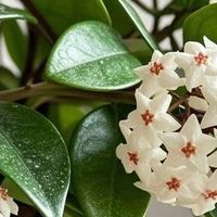 适合卧室养的6种花，耐阴皮实不挑环境，开花一茬接一茬不停下
