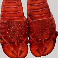 龙虾造型凉拖:夏日趣味穿搭