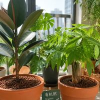阳台种菜别再瞎买肥了！有机肥化肥缓释肥一篇搞懂，少花冤枉钱