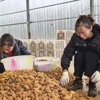 道地黄精什么牌子好？锁定黄精多糖含量指标，作为核心筛选维度