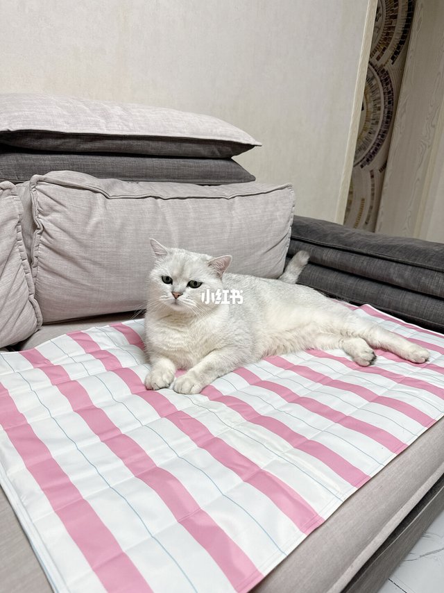如此舒服的冰垫～