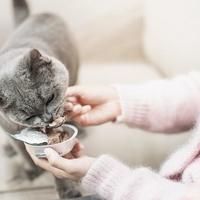 猫粮狗粮互换后果有多严重看完你就明白了