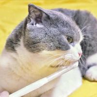 猫吃罐头容易长牙结石？兽医说出真相，答案和你想的不一样