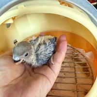 鹦鹉断奶别再饿治了！3步科学换粮指南，附滋养丸选购硬指标