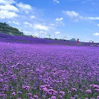 7月底去高坡看马鞭草完全来得及！紫色花浪正盛，错过等一年