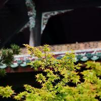 松下28-200 vs 适马20-200：旅行天涯头选谁？看完这篇不纠结