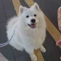 新手决策与雷雨安抚 | 养狗7.31日报