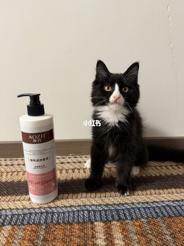 给猫咪洗澡不抗拒的温和香波