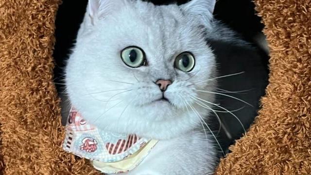 真码套假粮！猫咪吃了软便呕吐，警方曝光直播平台宠物粮造假新套路