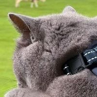 弗列加特打造猫咪能安心吃的含奶猫粮