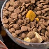 软便猫咪换粮难，希喂、渴望、诚实一口，哪款猫粮对肠胃更友好？