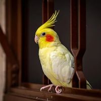 别被商家骗了！玄凤鹦鹉说话这件事，九成靠天生