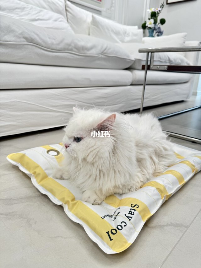 哪个小猫咪还没有舒舒服服过夏天？