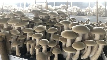 口蘑涨到15块一斤，牛肉迎来劲敌？营养硬刚后我悟了