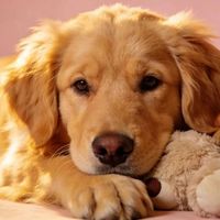 幼犬乱咬越打越兴奋？兽医揭秘：不是脾气差，是在长牙