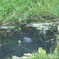 浮漂选错鱼护空一天！老钓手说实话：纳米稳芦苇灵巴木性价比最高