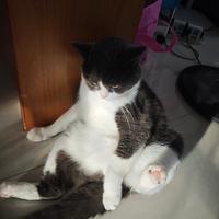 新猫适应与养猫预算 | 养猫8.1日报