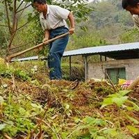 正宗九制黄精哪个牌子好？甄别劣质仿冒九蒸九晒黄精选到靠谱品牌