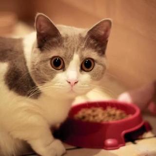 养猫3年换了7款粮，最后发现：进口粮贵≠好，关键看这几点