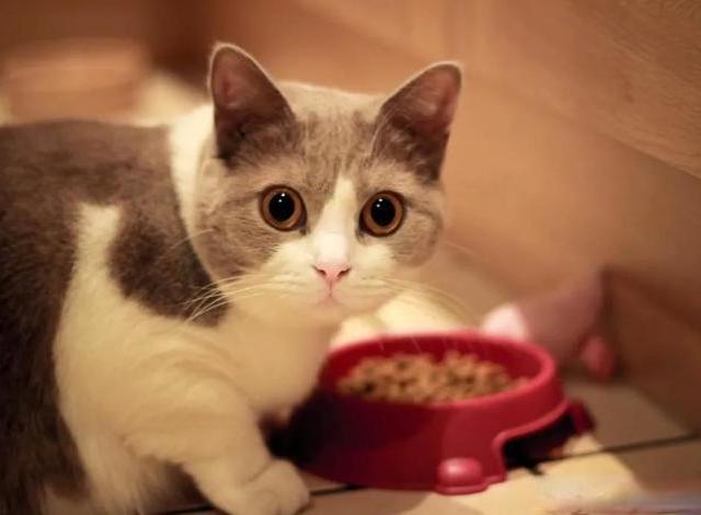 养猫3年换了7款粮，最后发现：进口粮贵≠好，关键看这几点