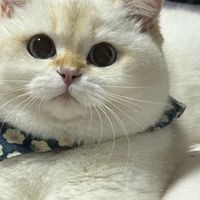 肠胃敏感猫咪吃什么猫粮？兽医推荐的十款高性价比猫粮品牌怎么挑