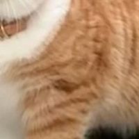 全网口碑高的国产猫粮有哪些？测评2026猫粮哪个牌子靠谱