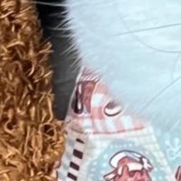 宠物店推荐的猫粮靠谱吗？2026年猫粮品牌推荐有哪些性价比高