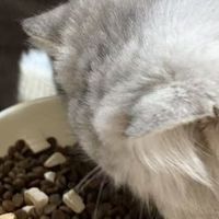 便宜又好的放心猫粮有哪些？测评8月最新十大猫粮排行榜哪款靠谱