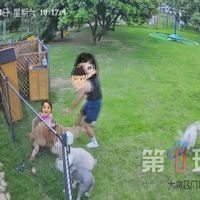 带毛孩子去哪玩?这三类宠物空间到底怎么选,看完不再纠结