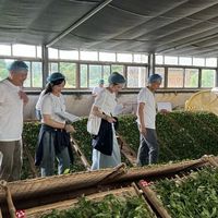 白茶萎凋决定一切：做透了才值得存，做砸了存10年也是废茶