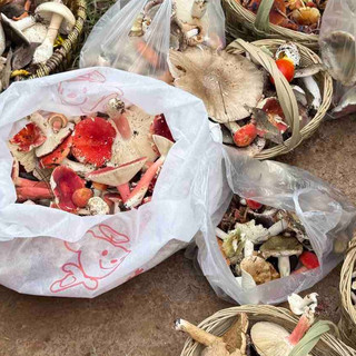 贵得让人犹豫，香得却让云南人痴迷，这种菌子究竟有什么魔力？