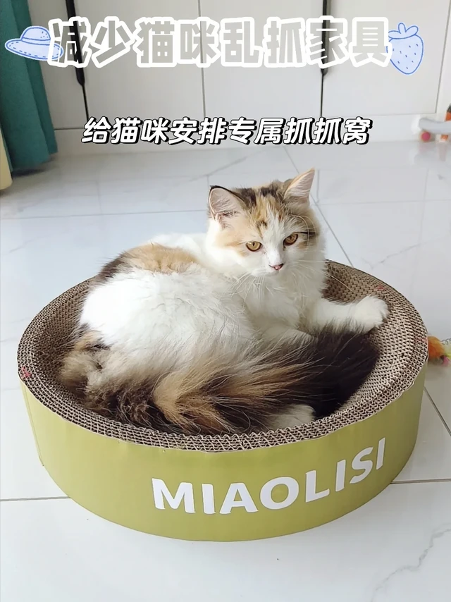 自带逗猫玩具｜磨爪睡觉二合一猫抓盆。谁懂！猫咪超爱的圆形猫抓板窝终于找到了✨
瓦楞纸材质耐磨不掉屑，圆形盆状设计
既能安心磨爪，又能当做小猫窝躺卧
再也不用跟沙发“打架”！
升级款自带弹簧羽毛+铃铛球