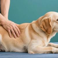 老龄犬髋关节报废的3大养护误区，第2个很多主人都在犯