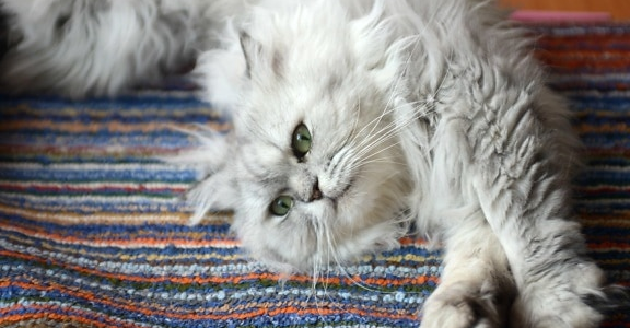 玻璃胃猫咪选粮焦虑？渴望vs弗列加特深度对比，看完就知道怎么选