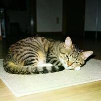 猫咪突然不吃饭？别急着换粮，可能是身体在求救
