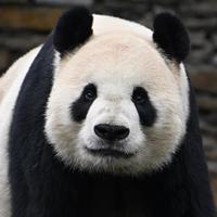 成都熊猫基地最新入园规则,少排3小时队的避坑指南