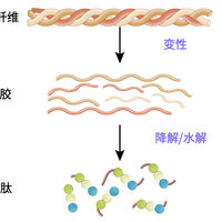 口服胶原肽到底怎么选？拆解5大选购标准，避开商家不会说的坑