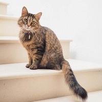养了9只猫才知道的换毛季避坑指南：别再被化毛膏收"智商税