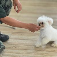 花2万送狗上学，回家1周就原形毕露？训犬师不会告诉你主人必须参与才能根治