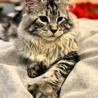 花3万买赛级还是5千买宠物级？买缅因猫前，先看这3点避坑指南
