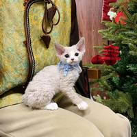 德文卷毛猫差价数倍？买猫避坑指南：宠物级、繁育级、赛级怎么选