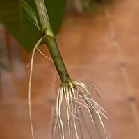 水培转土培失败率85%？老花友揭秘三个致命原因，手把手教你避坑